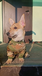 Пёс Кефирчик после дембеля поступил на реабилитацию в Рязанскую область