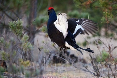 У рязанских тетеревов начался брачный сезон