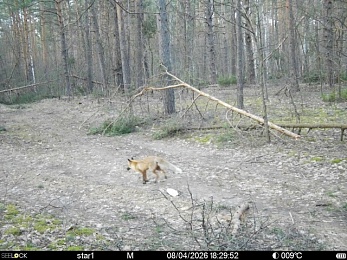 Звери в разливе: Окский заповедник поделился моментами лесной жизни