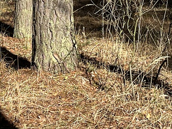В Рязанской области заметили крушинниц-скороспелок