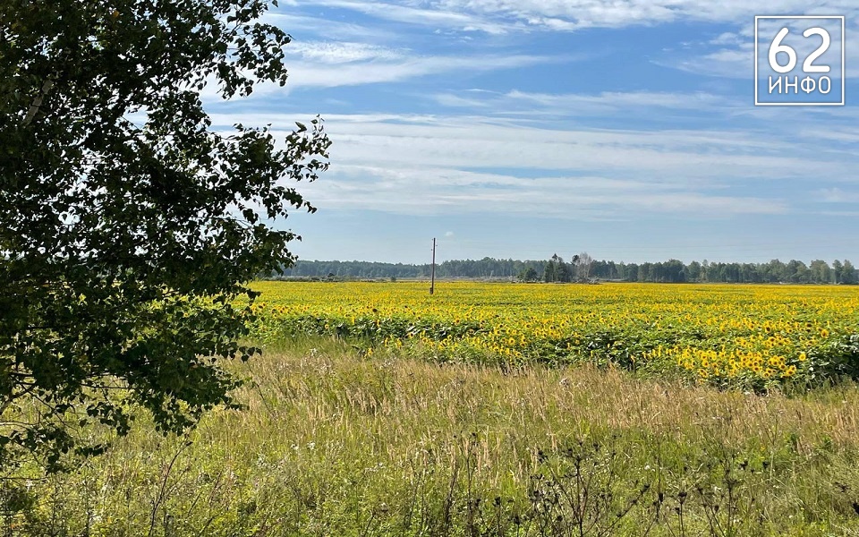 Рязанские аграрии собрали рекордный урожай масличных в 0,5 млн тонн - 62ИНФО