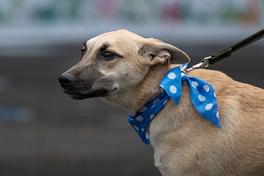 Рязанцы приютили 16 животных на выставке «Пойдём домой»