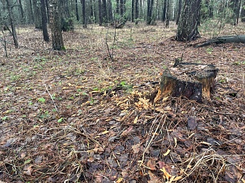 Аномальный февраль: в лесах под Рязанью распускается листва и растут грибы