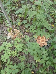 В Рязанской области уродились осенние опята