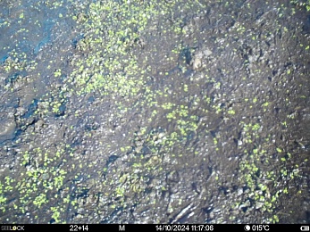 Кабаны заметили подглядывание и уничтожили камеру в Окском заповеднике