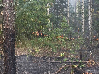По ту сторону реки: как тушат пожары в рязанских лесах