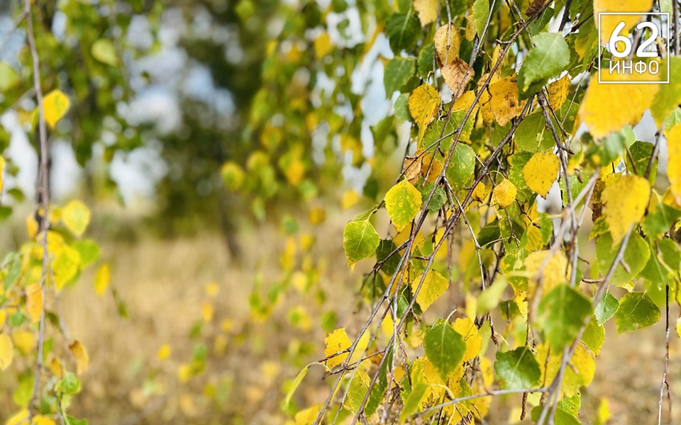 29 сентября в Рязанской области ожидается до +25°С - 62ИНФО