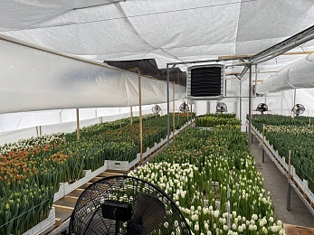 На ферме под Рязанью вырастили первый урожай тюльпанов