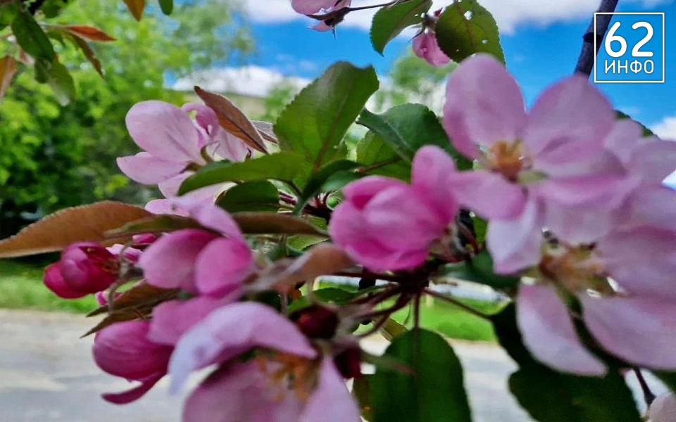 В Рязанскую область идет потепление - 62ИНФО