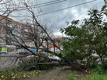 В Рязани сухое дерево рухнуло у подъезда пятиэтажки на Грибоедова