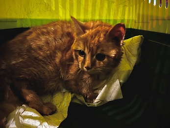 Девять домашних кошек оказались выброшены на крышу магазина в Рязани 