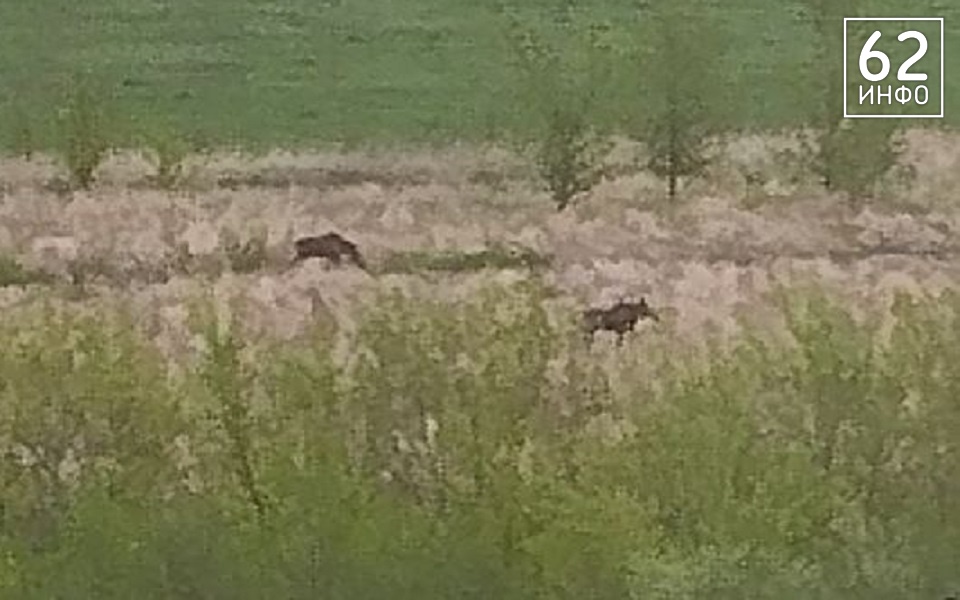 По Рязани гуляют лоси - 62ИНФО