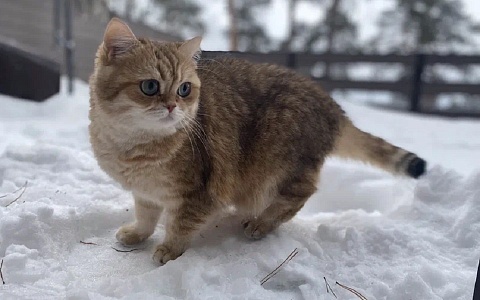 Рязанские депутаты поддержали закон о маркировке домашних животных