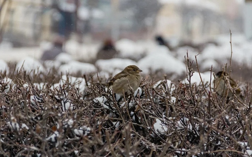Граница мороза и ветер в 8 баллов: погода в марте испытает рязанцев