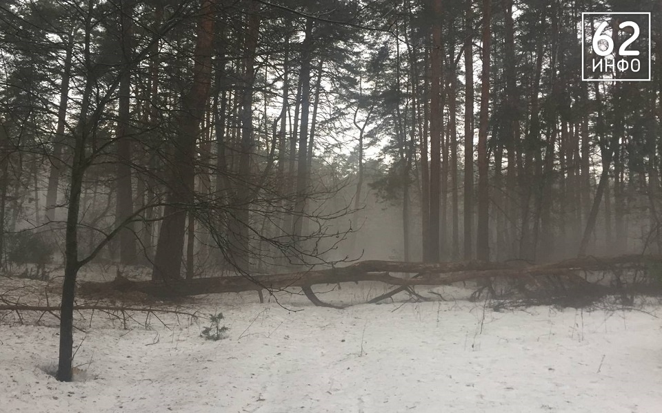 Рязанец сообщил о встрече с медведем в Рязанском районе - 62ИНФО