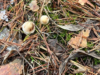 Грибники, к бою: в январе рязанские леса заполонили опята