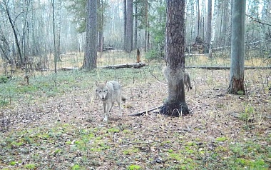 В рязанском лесу заметили рысь и волчью стаю - 62ИНФО В рязанском лесу заметили рысь и волчью стаю