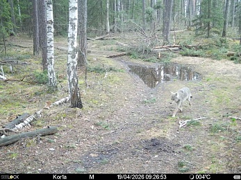 Рязанцам рассказали, что делать при встрече с волком в лесу