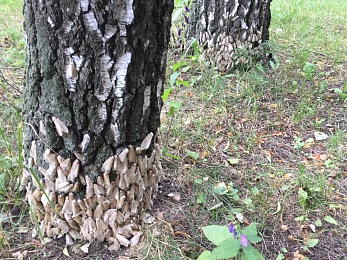 Рязанские эксперты рассказали, как бороться с непарным шелкопрядом