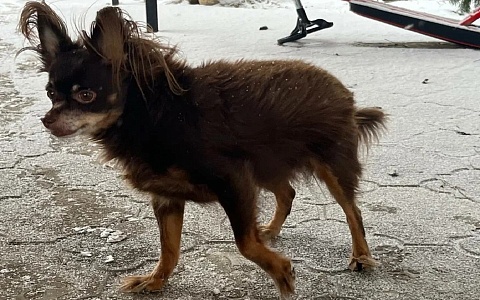 В Рязани проходят рейды по выгулу собак, нарушителей штрафуют