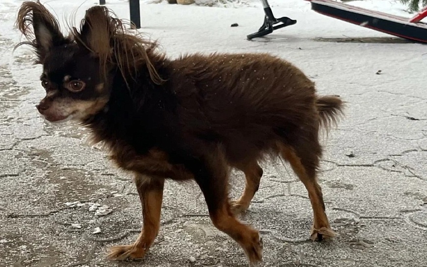 В Рязани проходят рейды по выгулу собак, нарушителей штрафуют