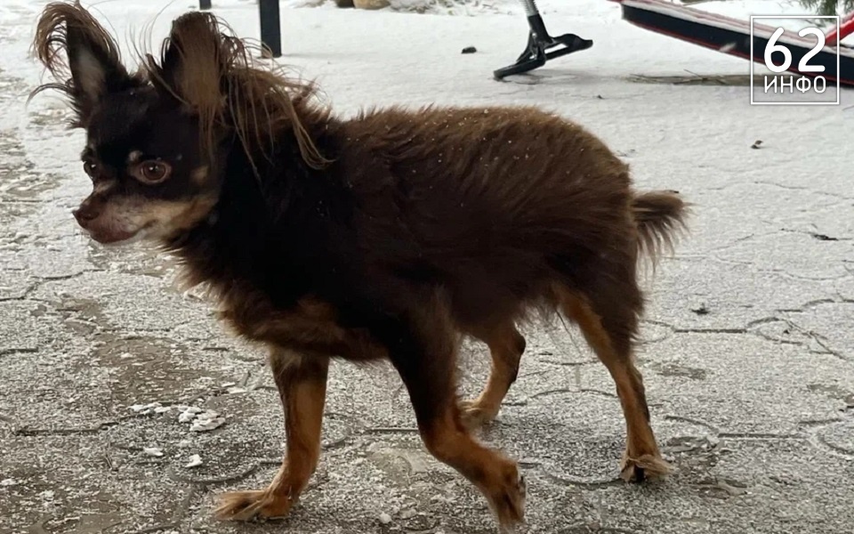 В Рязани проходят рейды по выгулу собак, нарушителей штрафуют - 62ИНФО