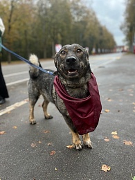 Рязанцы приютили 16 животных на выставке «Пойдём домой»