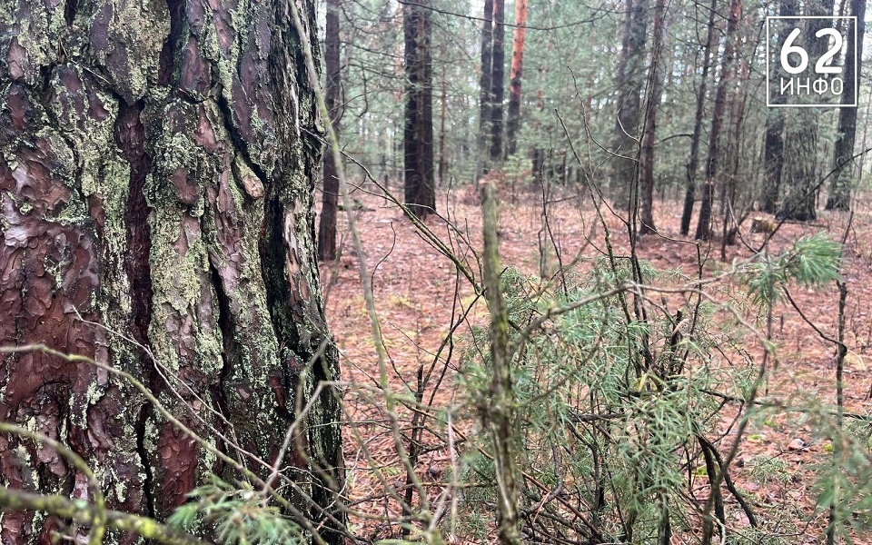 Спасение есть: рязанцев атакуют злые невыспавшиеся клещи - 62ИНФО