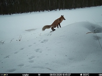 В рязанском лесу сфотографировали инфернального зайца