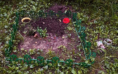 Кладбища домашних животных: где в Рязани хоронят кошек и собак