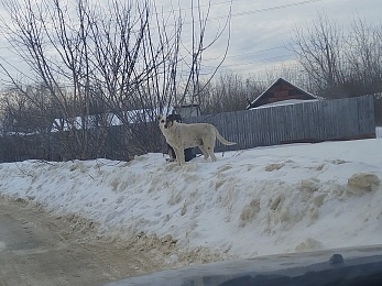  Жителей Шацка терроризирует стая собак