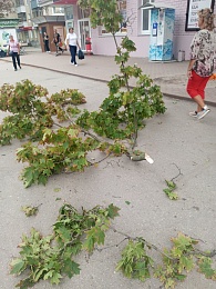 В Рязани на девушку упала ветка дерева у ОКБ