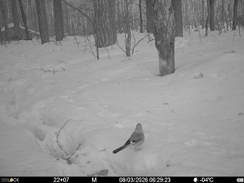 В рязанском лесу сфотографировали инфернального зайца