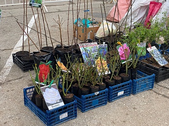 Рязанцы могут купить саженцы и рассаду на выставке «Сад-огород» до 23 апреля