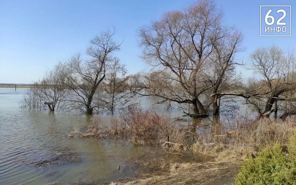 В Рязанской области от тепла проснулись клещи - 62ИНФО