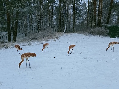 Скучающих стерхов в Окском заповеднике развлекают сосновыми ветками и тыквой