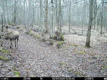 Фотоловушки заметили медведя, лису, оленя и зайца в Окском заповеднике