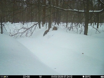 Рысь, волк и лосиное изобилие: Окский заповедник показал зверей в снежном лесу