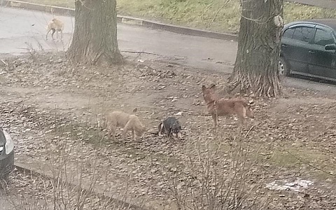 Жители Дашково-Песочни пожаловались на стаи бродячих собак