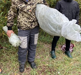 В Рязанском районе в укромном месте нашли плантацию наркотиков