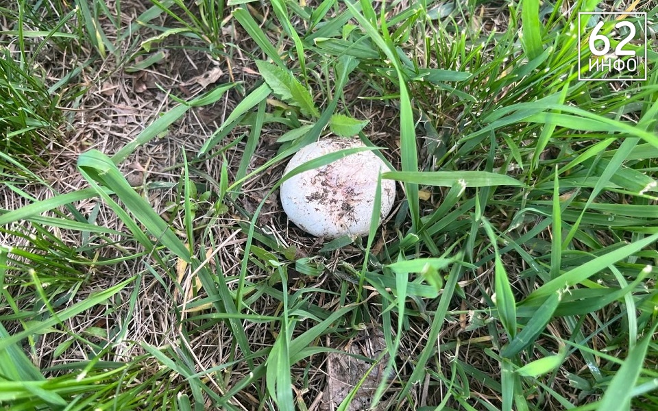 Рязанские грибники собирают шампиньоны прямо во дворах - 62ИНФО