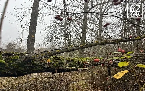 В Рязанской области объявлен желтый код опасности до 28 апреля из-за шквала