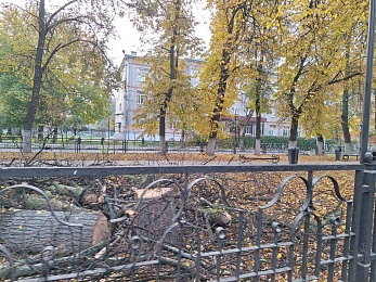 В Рязани корчуют деревья в сквере на Есенина - 62ИНФО В Рязани корчуют деревья в сквере на Есенина