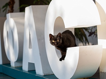 Рязанская полиция ликвидировала нарколабораторию по изготовлению амфетамина