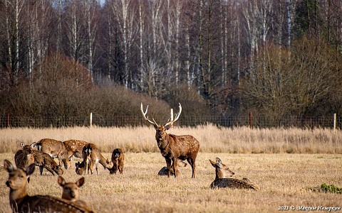 В Касимовском округе сфотографировали пятнистых оленей