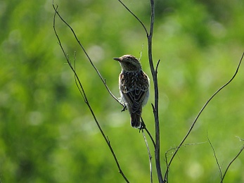 Орнитологи показали слётки разных видов птиц в Рязанской области