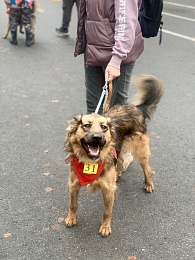 Рязанцы приютили 16 животных на выставке «Пойдём домой»