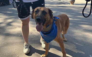 В Рязани состоялась выставка бездомных животных