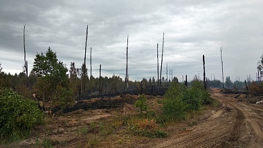 Активно горит 40 гектаров, угрозы людям нет, в Сельцах рвались снаряды. Подробности о лесных пожарах  - 62ИНФО Активно горит 40 гектаров, угрозы людям нет, в Сельцах рвались снаряды. Подробности о лесных пожарах