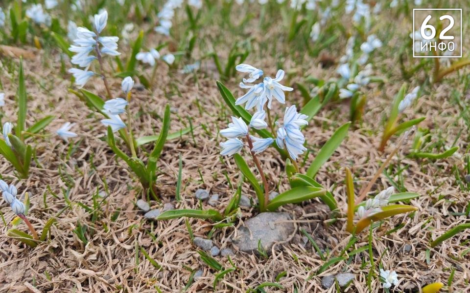 Воздух в Рязанской области 31 марта прогреется до +16 градусов - 62ИНФО